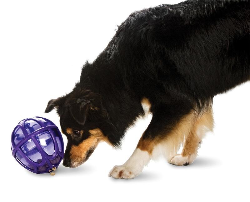 PETSAFE Busy Buddy Kibble Nibble™  (M/L) Dog Activity Ball