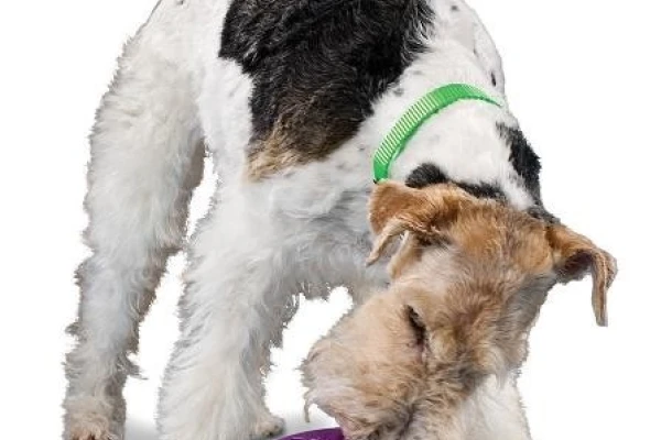 PETSAFE Busy Buddy Puppy Twist ‘n Treat  (L) Refillable dog chew toy
