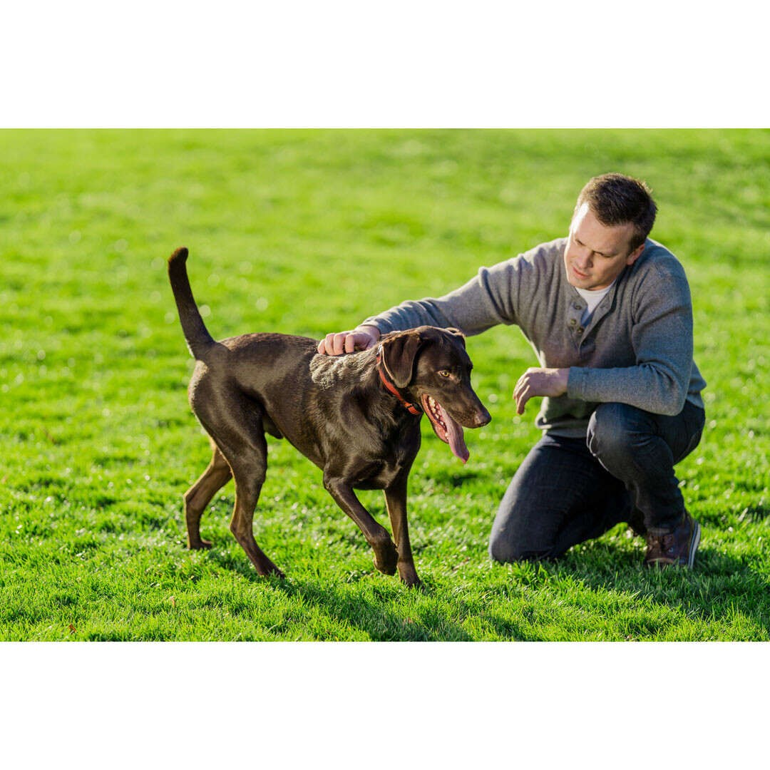 PetSafe STAY  PLAY VEZETÉK NÉLKÜLI kutyakerítés Cserélhető elemes Nyakörvvel